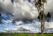 非凡娱乐:洛杉矶林火肆虐各赛事推迟或换场 湖人主帅雷迪克住家被烧毁.